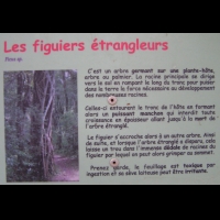 Figuier etrangleur (texte)